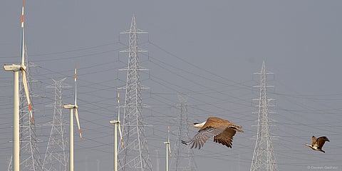 Place underground powerlines to conserve critically endangered Great Indian Bustards