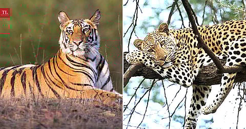 Loss of Habitat: Leopards in Kashmir and Tigers in Vidarbha caught in human-wildlife conflict