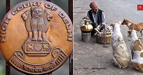 Delhi HC lays down guidelines for feeding community dogs; says RWA, govt authorities duty bound to ensure food, water for them