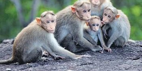38 dead monkeys found in a gunny bag in Belur; Karnataka HC takes suo motu cognizance