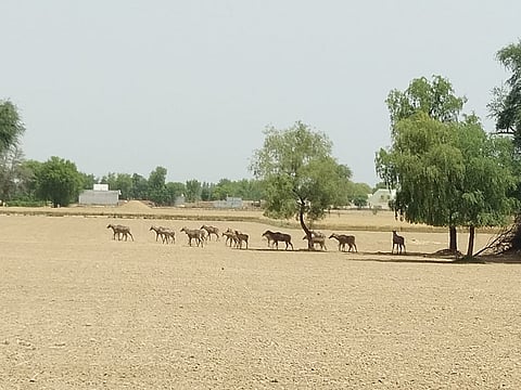 A herd of wild animal roaming in the fields at the sanctuary.