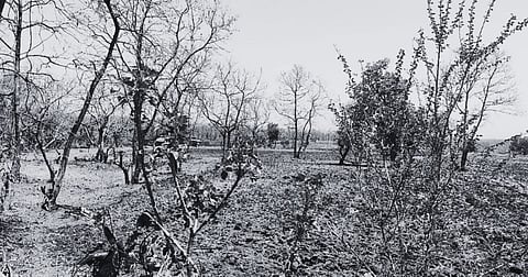 Over 13 Lakh hectares of forest land under encroachment in India: Forest Ministry in Parliament