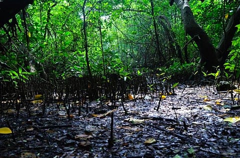 Image credit: Down To Earth