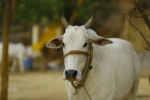 The Indian judiciary and its not so holier-than-cow verdicts