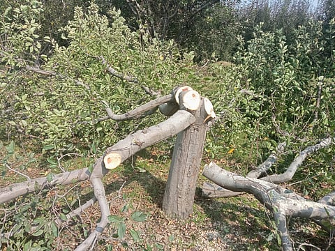 Srinagar Ring Road project is depriving farmers of their livelihood