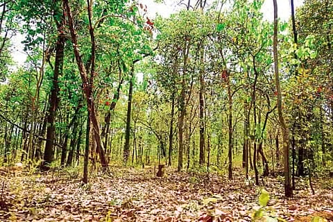 Strengthening forest governance: examples from Kashmir