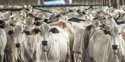 Explained: Assam Amendment Act on cattle preservation