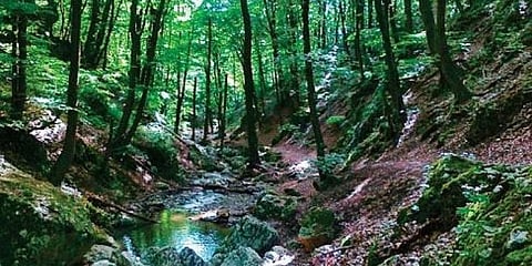 NGO alleges torture and killing of tribal labourers from TN in AP forests