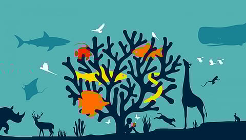 Representative Image Only