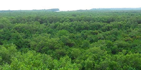 'Missing' Forests in India: Around 26 Million Hectare Forest Cover Not Accounted For in the Official Report