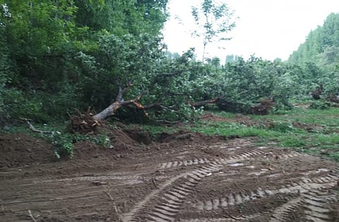 Altaf Hussain Shawl's uprooted apple trees (Sozeth, Budgam). Image Credit: Raja Muzaffar Bhat