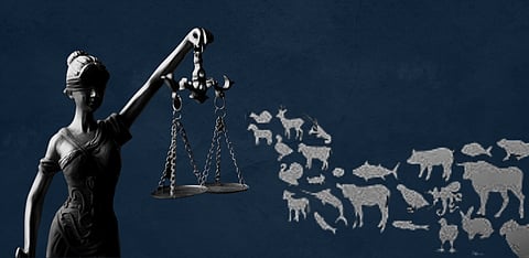 The legal spectre of farm animals: A split between theory and practice