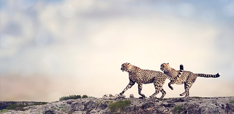 Representative Image Only