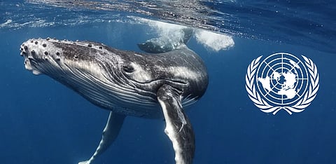 Representative Image Only