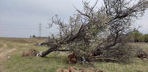 In Kashmir’s Budgam, brick kilns choke the environment as a thousand almond trees are axed