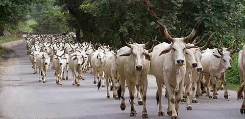 Representative Image Only