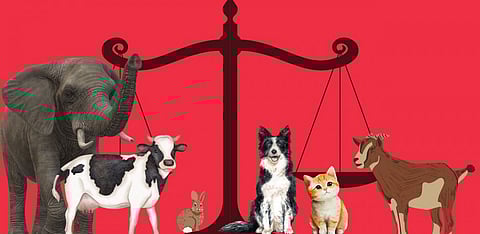 Representative Image Only