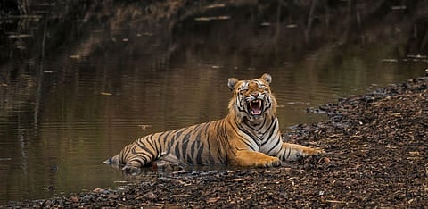Why the Bombay High Court directed a tiger reserve to be set up in Goa