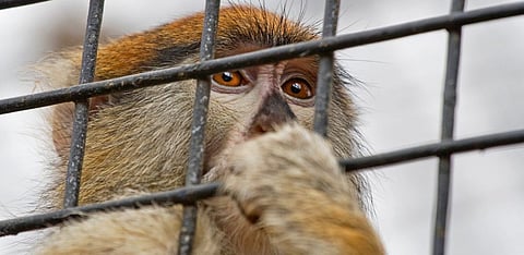 Representative Image Only