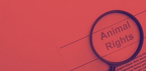 Rethinking the ‘pure-veg’ discourse through the lens of animal rights and marginalised communities