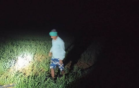 किसान वकील अहमद, रात में अपने खेत में गेहूं की सिंचाई करते हुए