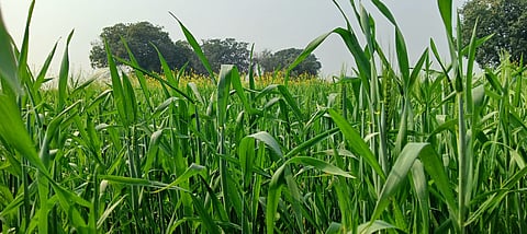 गेहूं की फसल, बस्ती, यूपी