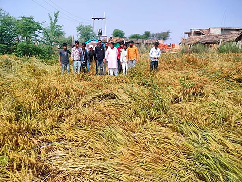 किसानः असमय बारिश और ओलावृष्टि से फसल खराब, किसानों की बढ़ी चिंता