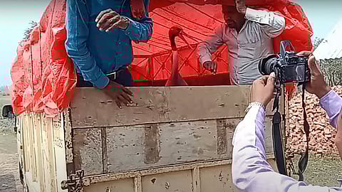 वन विभाग की टीम ने सारस को अपने कब्जे में ले लिया।