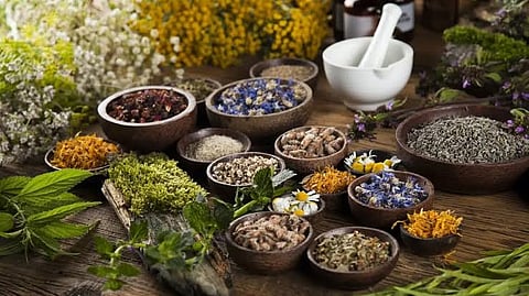 Exclusive मध्य प्रदेश: खत्म हो रही औषधीय पौधों और जड़ी-बूटियों से इलाज की आदिवासी चिकित्सा पद्धति!