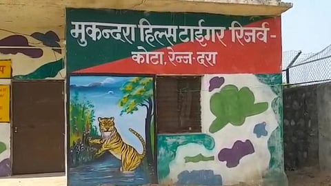 बाघों के रहवास के लिए सुरक्षित मुकुन्दरा हिल्स, फिर क्यों नहीं बढ़ रहा बाघों का कुनबा?