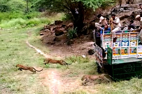 पैंथर रेस्क्यू कर सुरक्षित वन क्षेत्र में छोड़ते वन विभाग के अधिकारी-कार्मिक।