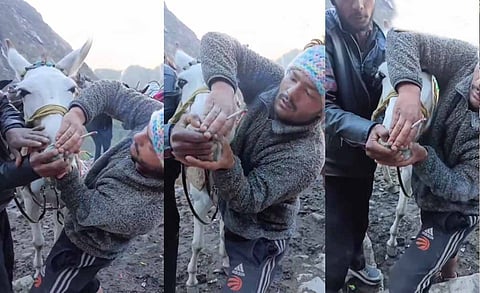 केदारनाथ के दर्शन करवाने वाले घोड़ों-खच्चरों पर क्यों हो रहा है अत्याचार?