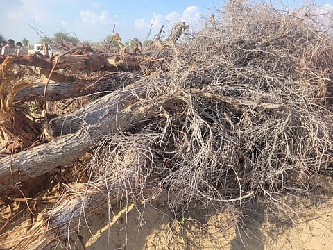 काटे गए खेजड़ी के पेड़