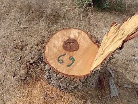 खेजड़ी का काटा गया पेड़