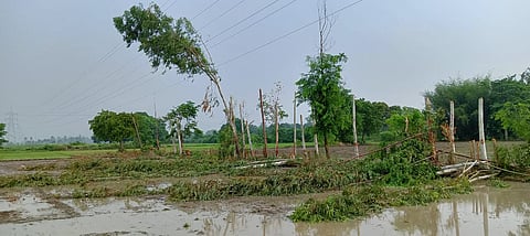 दूसरे दिन खेत में होनी थी धान की रोपाई, उससे पहले यूपी पावर ट्रांसमिशन कॉर्पोरेशन लिमिटेड के कर्मचारियों ने सारे लिप्टस के पेड़ काटकर खेत में फेंक दिए।
