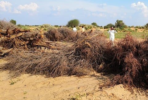 काट कर गिराए गए खेजड़ी के वृक्ष