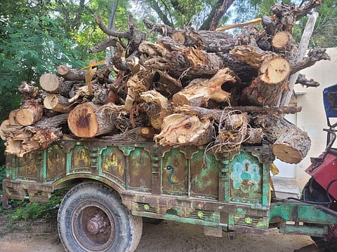 ट्रॉली में भरी गई कटी हुई खेजड़ी की लकड़ी