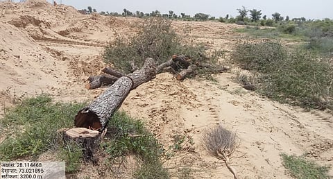 राजस्थान में खेजड़ी वृक्षों की कटाई का मामला: एकजुट हुए पर्यावरण प्रेमी, प्रशासन से सवाल