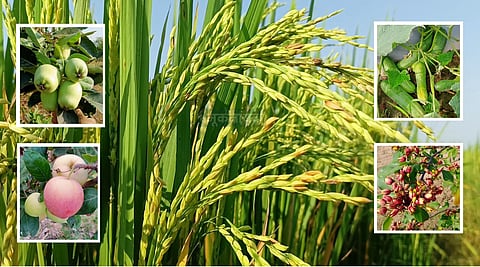 फसलों, फलों और सब्जियों पर अंधाधुंध कीटनाशकों का उपयोग मानव स्वास्थ्य, मृदा और पर्यावरण के लिए खतरनाक होता जा रहा है.