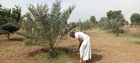खजूर के खेत में किसान