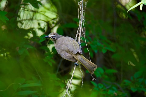 व्हाइट-ब्रोड बुलबुल