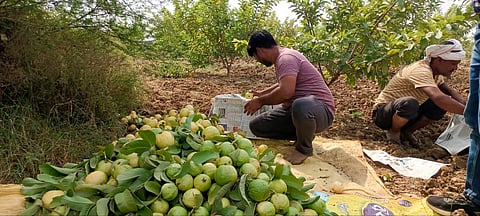 अमरूद की छंटाई करते किसान