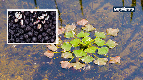 सिंघाड़ा