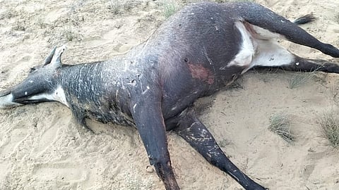 राजस्थान के बीकानेर में मृत नील गाय