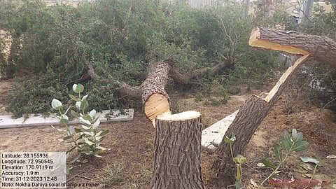 राजस्थान: बीकानेर में सोलर प्लांट की आड़ में अवैध खेजड़ी कटान, मामला मुख्यमंत्री तक पहुंचा