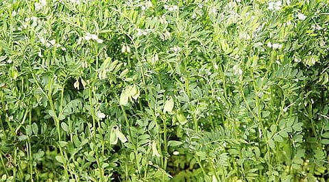 मावठा गिरने से बर्बाद हुई फसल