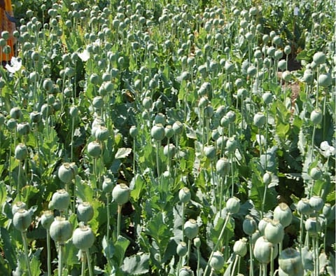 चेतक अफीम के डोडे