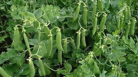 मध्य प्रदेश: फसलों में फैला रस्ट वायरस, किसानों को होगा लाखों का नुकसान!