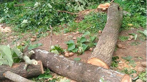 सांकेतिक फोटो