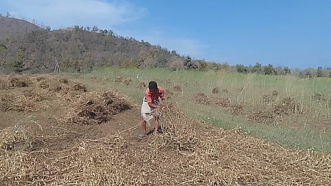 ओलावृष्टि से खराब हुई मटर की फसल को संभालता किसान।